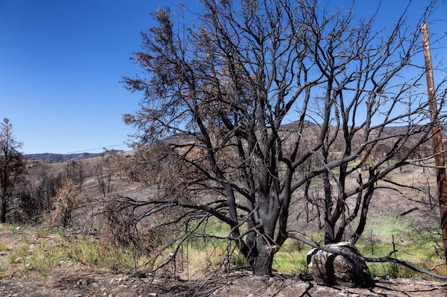 Árboles quemados en la ladera de una montaña a lo largo de la carretera temporada de verano