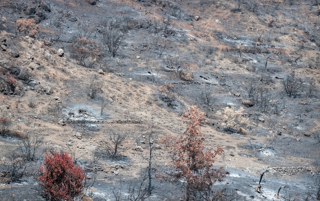 Árboles quemados y secos y suelo cubierto de cenizas después de un incendio forestal en una zona rural de Chipre