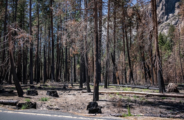 Árboles quemados en el valle de Yosemite