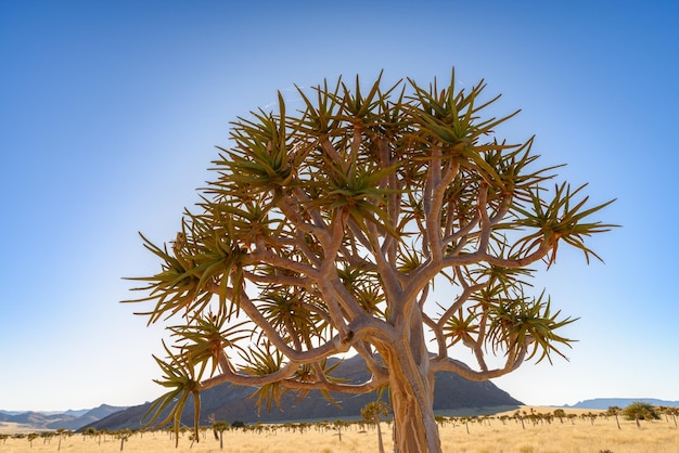 Árboles de quiver del Cabo del Norte