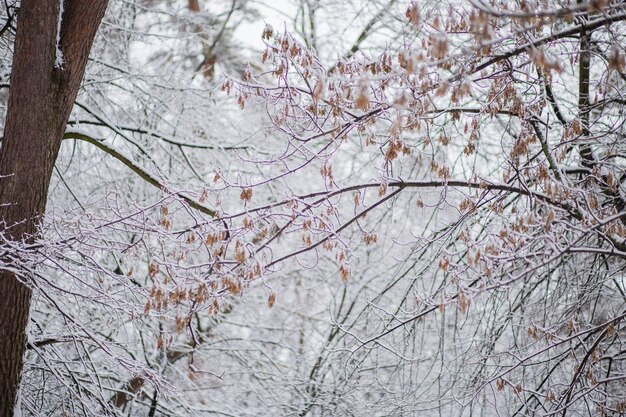 Árboles con ramas y hojas en la nieve en invierno