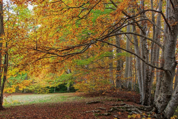 Árboles con ramas torcidas en otoño. Elementos conceptuales de la naturaleza