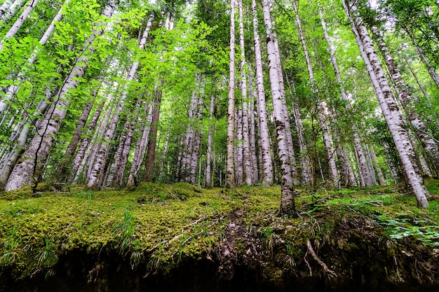 Árboles rectos en el bosque con suelo vacío por erosión. Pirineo de Ordesa.