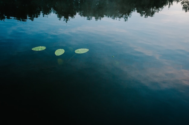 Árboles reflejados en el agua