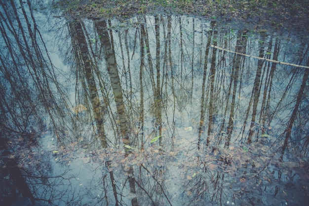 Árboles reflejados en charco retro.