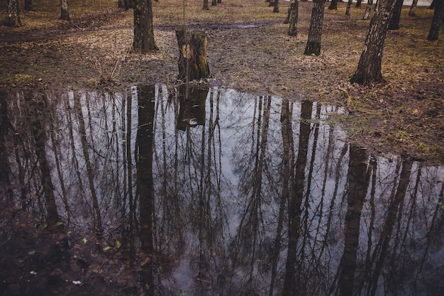 Árboles reflejados en charco retro