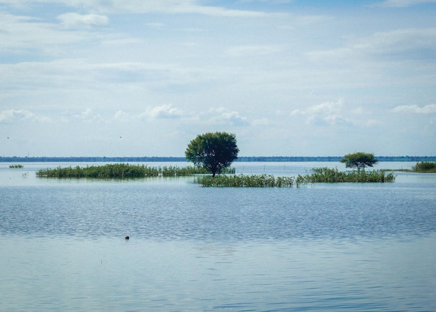 Árboles en el río Amazonas, India