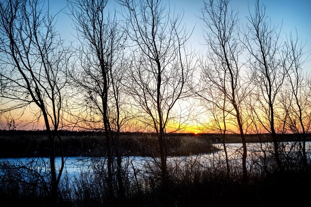 Árboles y río congelado al atardecer.