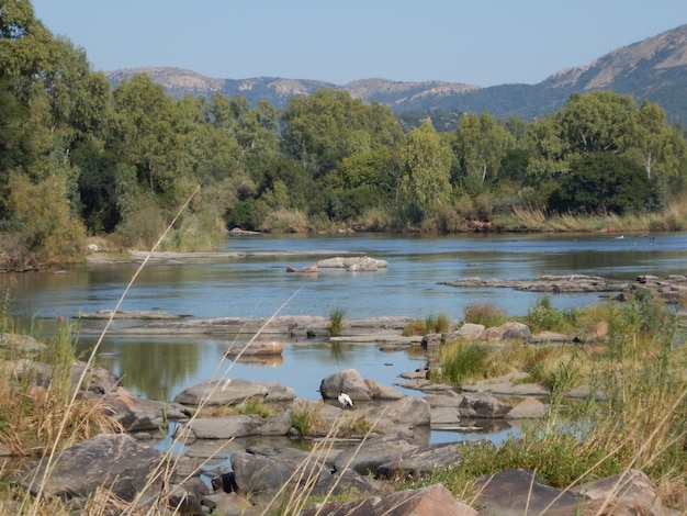 Árboles con río y rocas