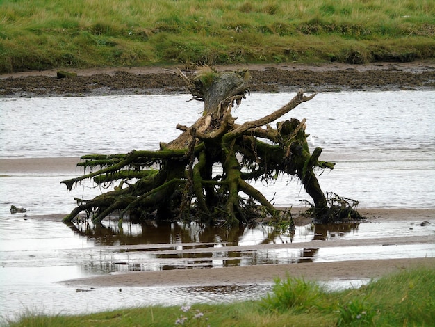 Árboles por río