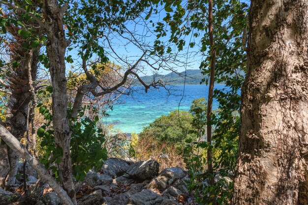 Árboles y rocas con mar tropical en la isla.