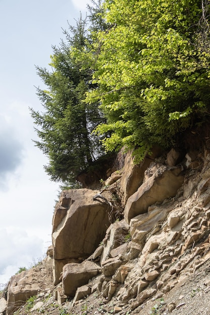 Árboles en rocas de piedra en las montañas