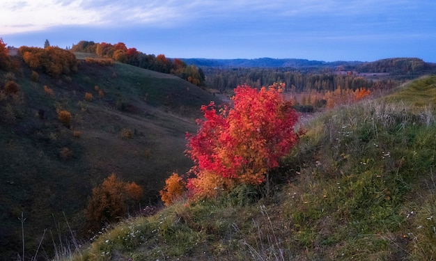 Árboles rojos y naranjos en el valle de Malskaya en la ciudad de Izborsk, región de Pskov de Rusia