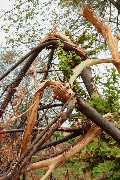 Árboles rotos en el bosque después de un fuerte viento Cortavientos