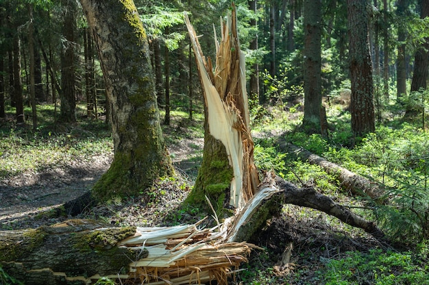 Árboles rotos por una tormenta en el bosque. Daño de la tormenta. Árboles caídos en el bosque después de una tormenta. Troncos de árboles rotos en el bosque después de la tormenta. Árboles caídos en el bosque después del huracán