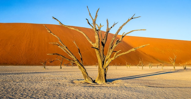 Árboles secos cerca de dunas y cielo azul