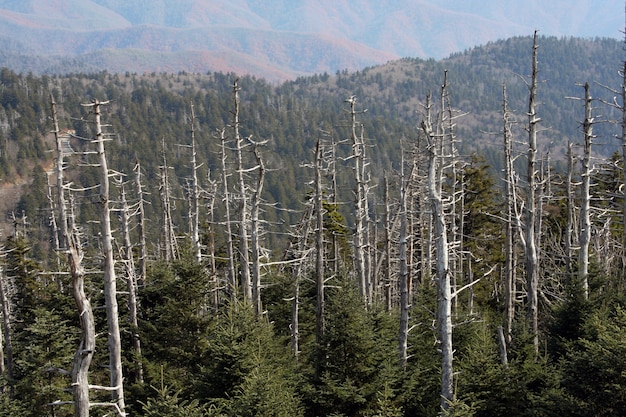 Árboles secos en la cima de las montañas Great Smoky, EE.UU.