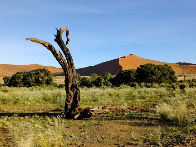 Árboles secos en las dunas del desierto de Namib Sossusvlei Namibia