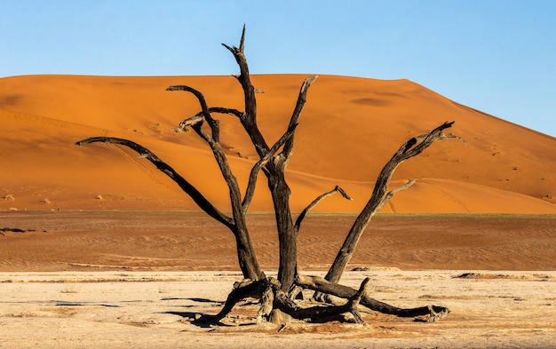 Árboles secos y dunas rojas con una hermosa textura de arena