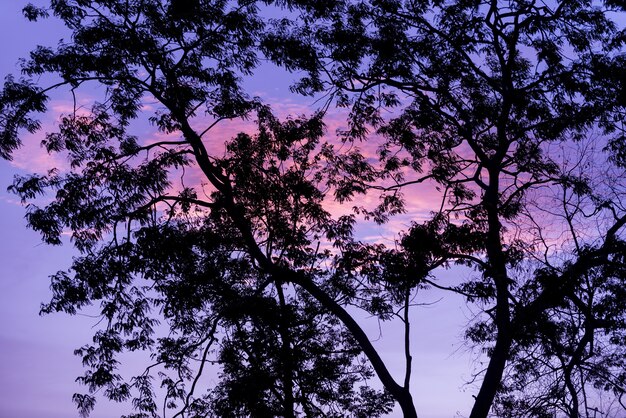 Árboles de silueta con fondo de cielo agradable, bosque