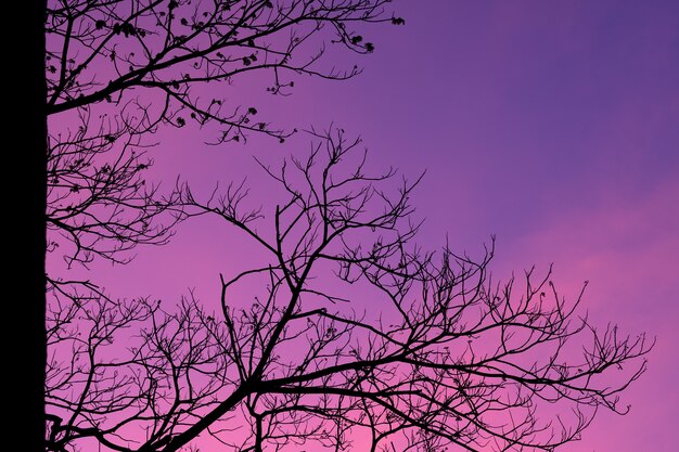 Árboles de silueta con fondo de cielo hermoso, bosque