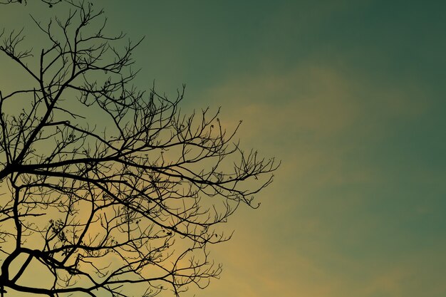 Árboles de silueta con fondo de cielo hermoso, bosque