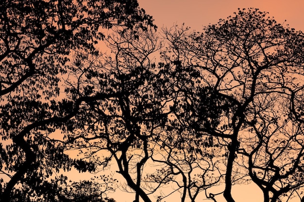 Árboles de silueta con hermoso bosque de fondo de cielo