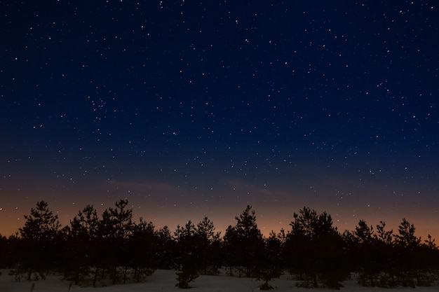 Árboles sobre un fondo del cielo estrellado de la noche