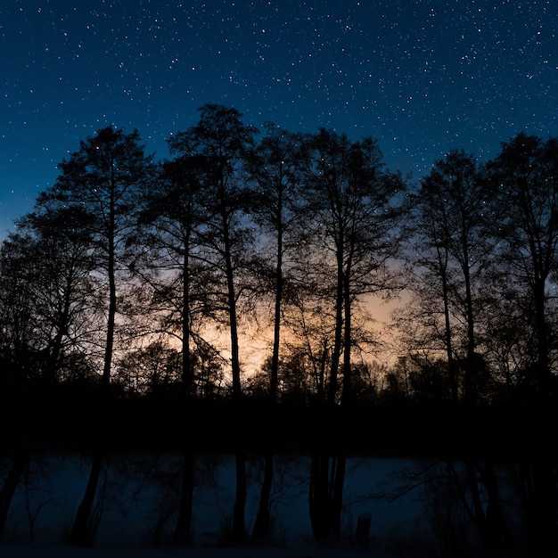 Árboles sobre un fondo del cielo estrellado de la noche