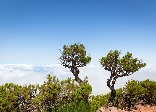 Árboles sobre las nubes