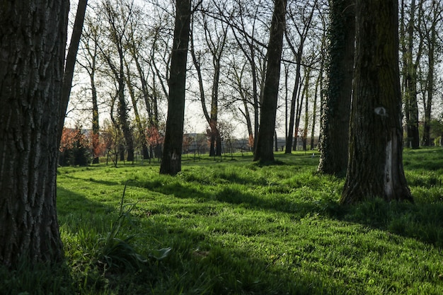 Árboles sombras sobre la hierba