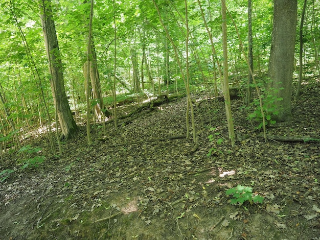 Árboles y sotobosque en la ladera de la colina