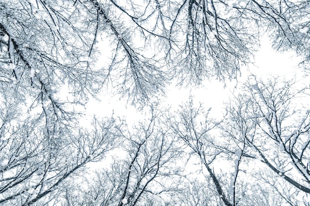 Árboles superiores cubiertos de nieve, corona de árboles de invierno.