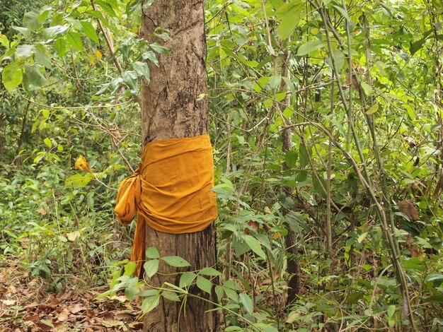 Árboles de tailandia