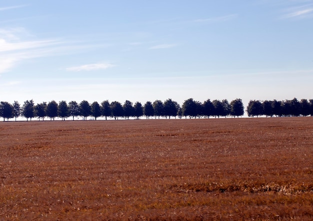 Árboles en la temporada de otoño con follaje cambiante