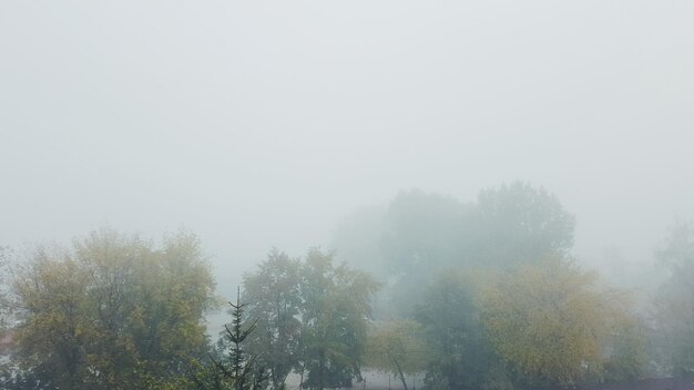 Árboles en tiempo de niebla