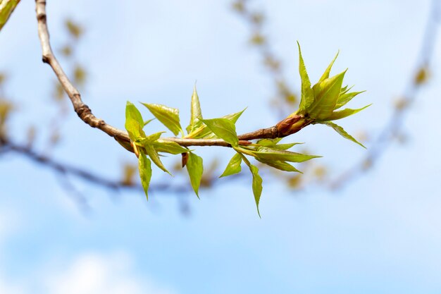 Árboles de tilo en la primavera: primer plano fotografiado de hojas verdes jóvenes en un árbol de tilo en la primavera del año, el mes de abril,