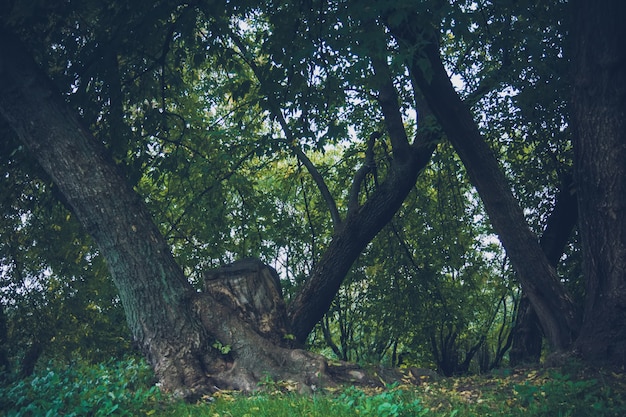 Árboles torcidos verdes en el parque retro