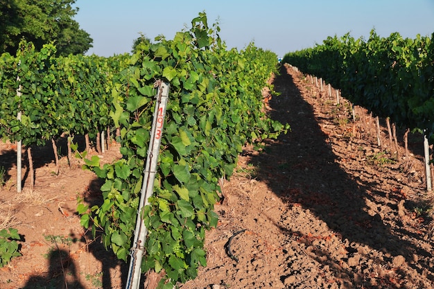 Árboles de uva en la aldea de Zheravna en Bulgaria