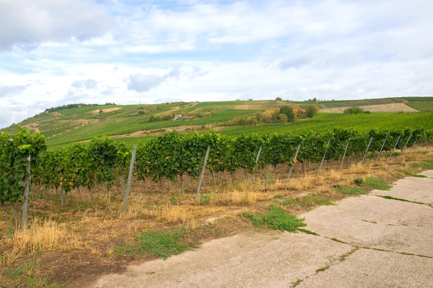 Árboles de uvas de vid con paisaje de sol en primavera