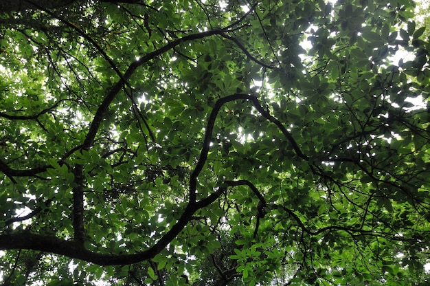 Árboles en verano en Francia