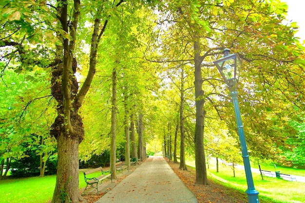 Árboles verdes y amarillos con calle en el medio.