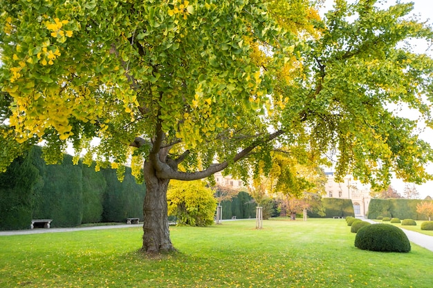 Árboles verdes y amarillos en el parque de principios de otoño.