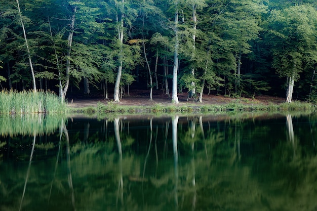 Árboles verdes en bosque y lago