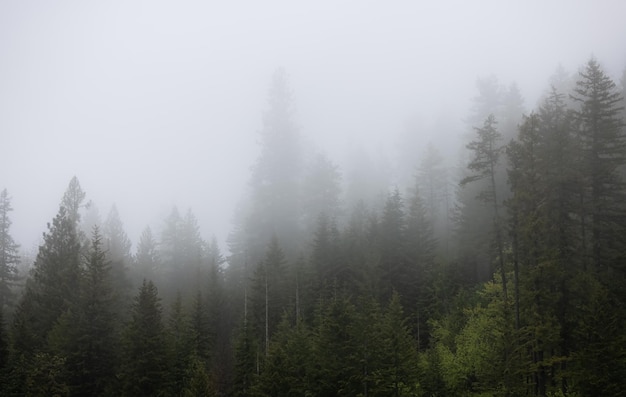 Árboles verdes en el bosque lluvioso brumoso y brumoso mullan road parque histórico idaho