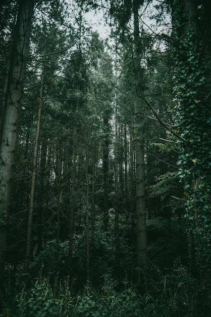 Árboles verdes en el bosque oscuro de Irlanda