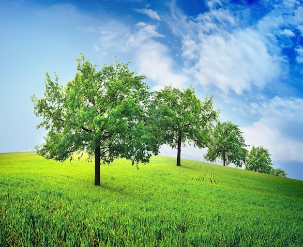 Árboles verdes en un campo de primavera contra el cielo