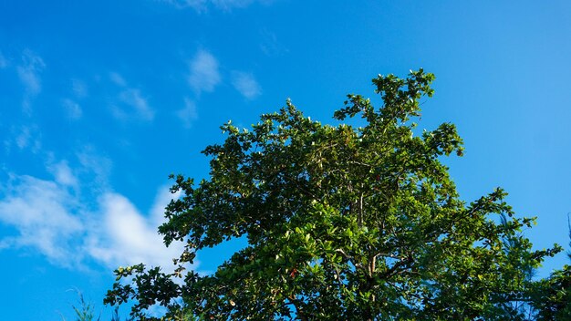 Árboles verdes y un cielo azul nublado