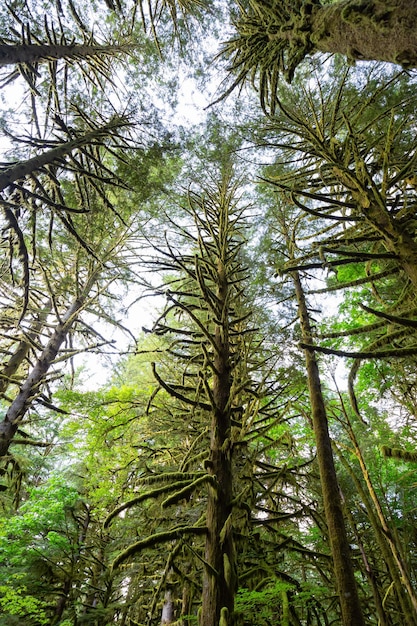 Árboles verdes cubiertos de musgo durante un vibrante día de verano