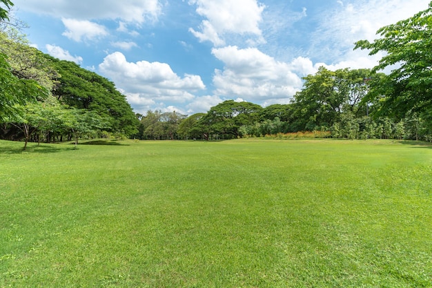 Árboles verdes con hermoso prado en el parque